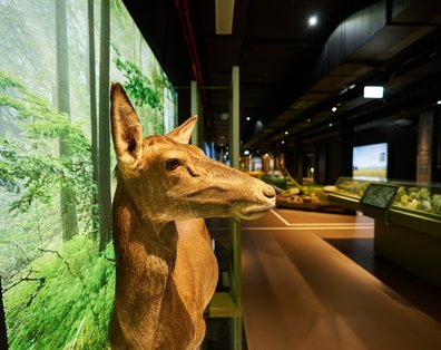Präparat einer Rothirschkuh im Warftgeschoss der Botschaft der Wildtiere